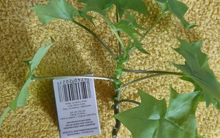 Delairea odorata köynnöstävä vanhanajan kasvi, pistokas